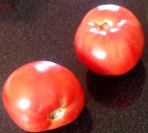 Beautiful ripe tomatoes 