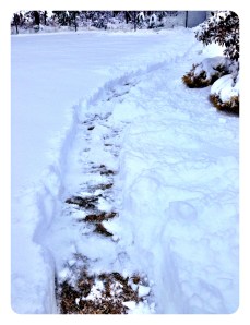 Walkway for my pooch!