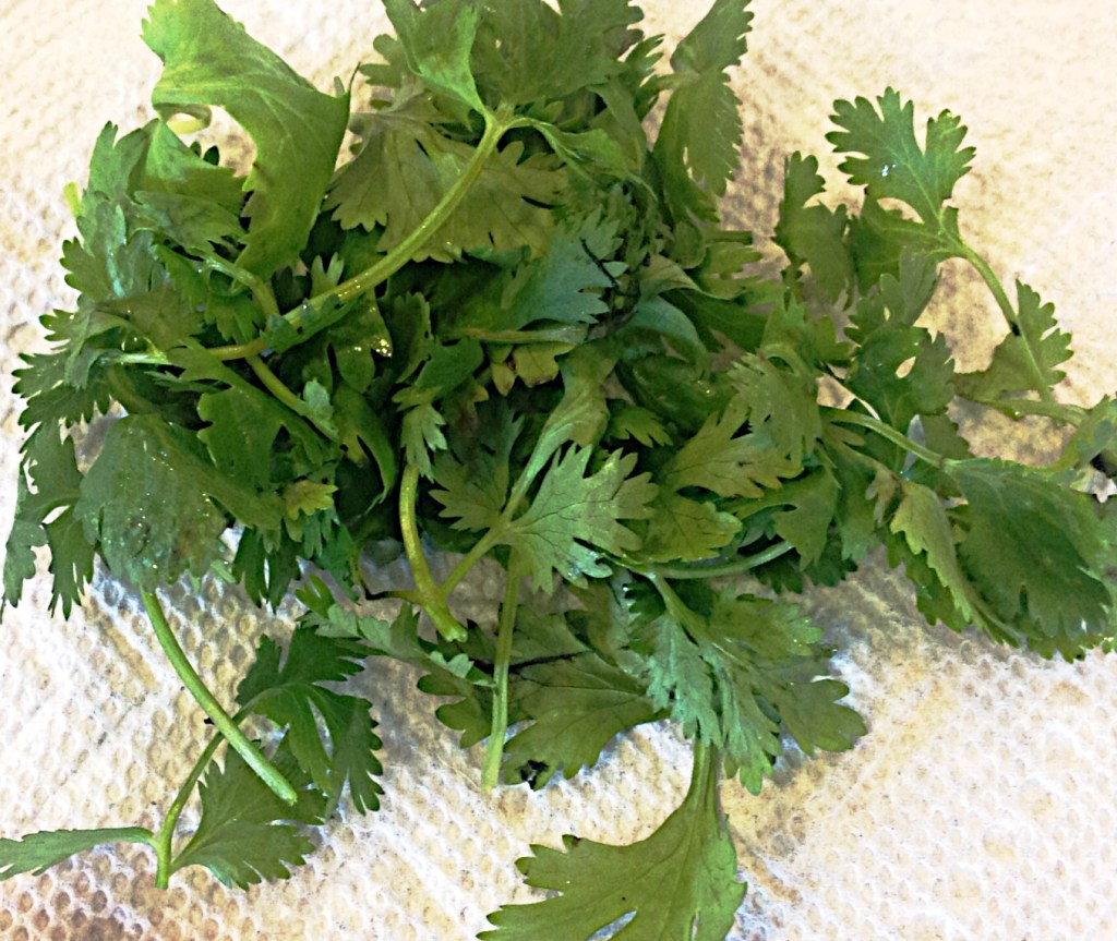cilantro