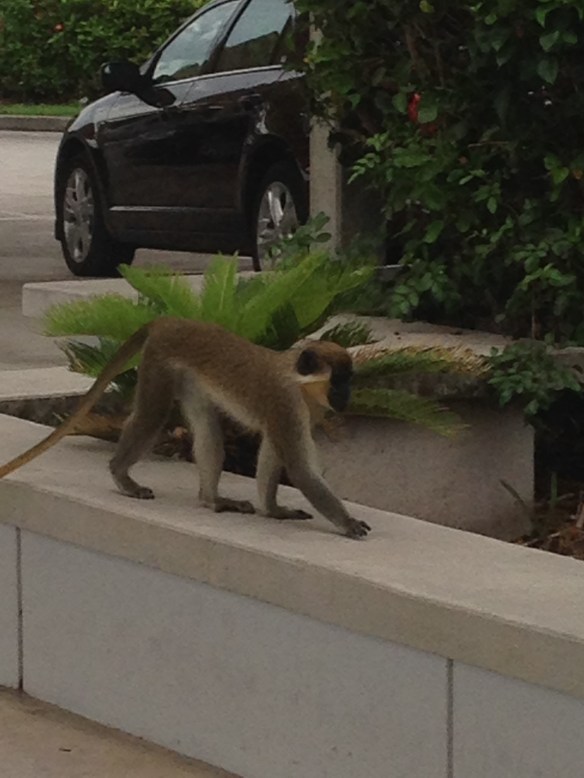 This little monkey was one of nearly a dozen strolling around the rental agency's parking lot.